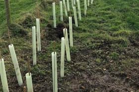 Over 6,000 hedgerow whips are to be planted at the Gliding Centre at Husbands Bosworth in the New Year.