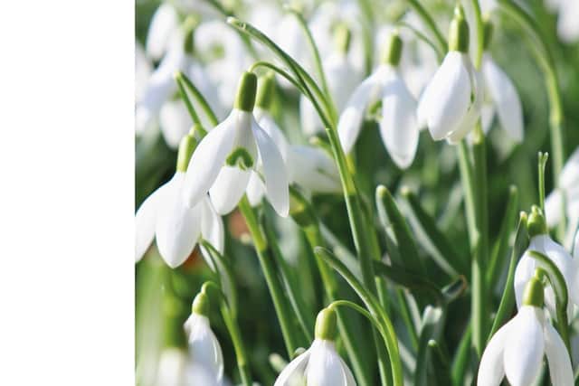 The two outstanding horticultural attractions at Tilton on the Hill and Great Glen are both taking part in the highly-acclaimed National Garden Scheme’s 2022 Snowdrop Festival.