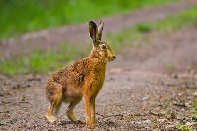 Farmers in Harborough and across the East Midlands are feeling under “siege” after a dramatic surge in brutal hare-coursing attacks across the region over the last few months.