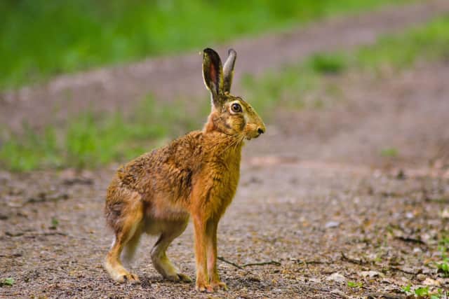 Farmers are being warned by police to watch out for hare-coursing gangs near Market Harborough after suspicious intruders have been spotted driving into fields over the last few days. Photo by NFU.