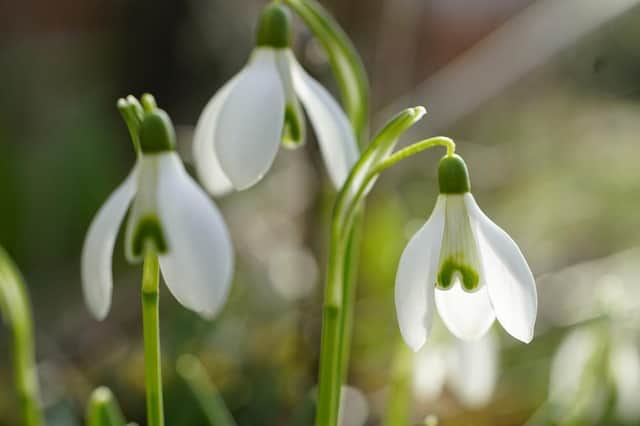 The village of Ashley is hosting its popular biennial snowdrop event from 12midday to 3.30pm.