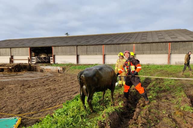 A cow trapped in a deep slurry pit in south Leicestershire was brilliantly rescued from a horrible death by firefighters from Lutterworth.