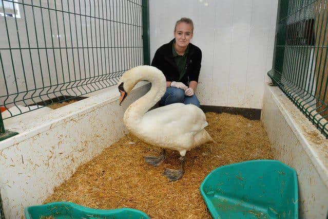 Amy Ducker at the Leicestershire Wildlife Hospital