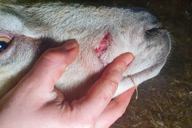 Nine pregnant sheep were badly injured after they were mauled by a dog in a Harborough district village.