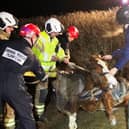 Firefighters have leapt into action to rescue a distressed horse trapped upside down in a ditch in Desborough.
