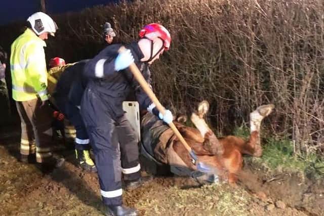 Firefighters rescue distressed horse trapped upside down in a ditch in ...