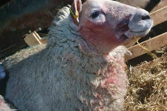 Nine pregnant sheep were badly injured after being mauled by dog in Kibworth.