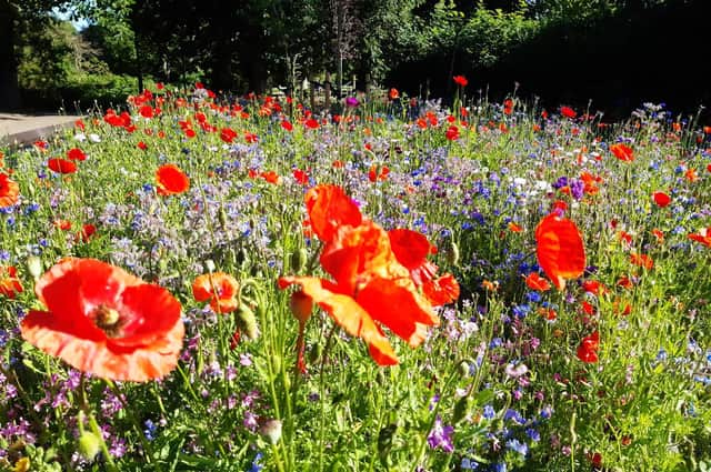 At least four stunning new wildflower havens are to be created in Market Harborough and Lutterworth to boost nature, wildlife and people’s mental health.