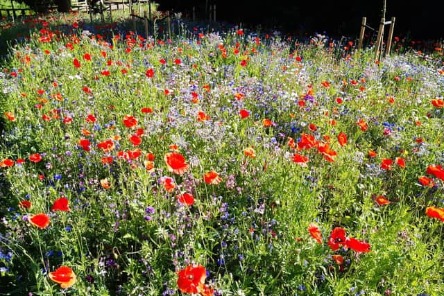 At least four stunning new wildflower havens are to be created in Market Harborough and Lutterworth to boost nature, wildlife and people’s mental health.