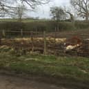 An angry villager is calling for a herd of cattle to be moved from a field near Market Harborough now after a cow died deep in mud.