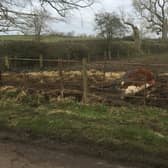 An angry villager is calling for a herd of cattle to be moved from a field near Market Harborough now after a cow died deep in mud.