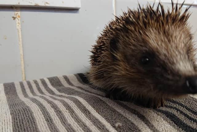 The hedgehog was rescued from the River Welland by horrified eye-witnesses in the nick of time. Phot by Leicestershire Wildlife Hospital.