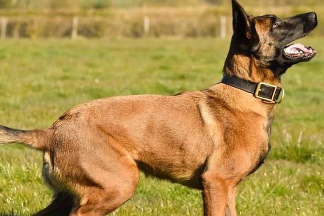 Police dogs helped officers track down a domestic violence suspect in the garden of a house in Market Harborough late last night (Monday).