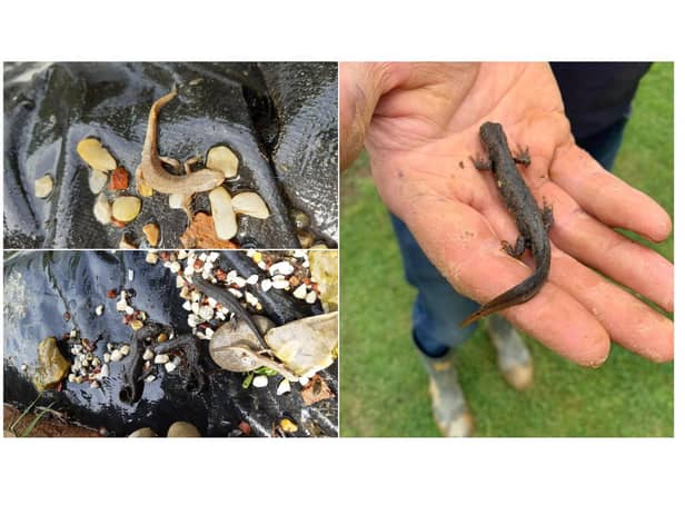 An in-depth ecological survey has been carried out in a bid to protect the seriously-endangered great crested newt as well as all other wildlife in the stunning Welland Valley.
