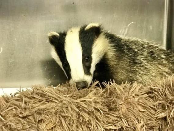 The badger cub that was stolen.