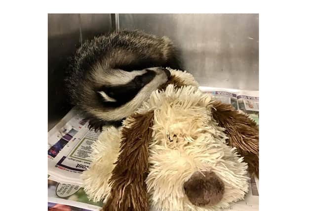 The badger cub (pictured with its toy) that was stolen