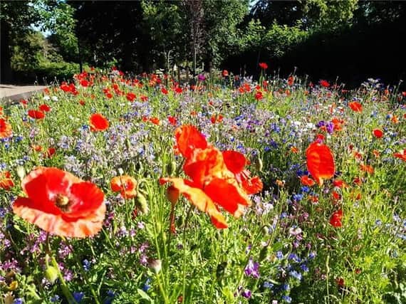 A stunning display of wildflowers is creating a real buzz at Welland Park.