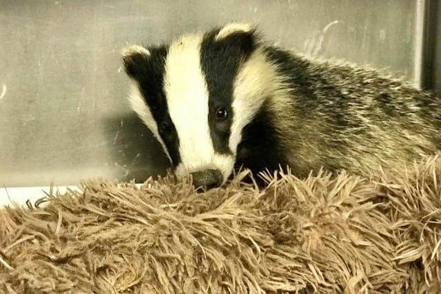 As we previously reported, a much-loved badger cub was stolen by “ruthless raiders”