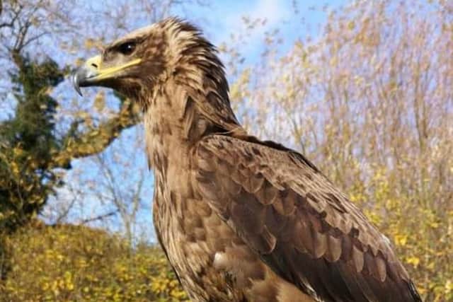 Olga the steppe eagle (pictured) and Priscilla the Siberian eagle owl will be on show on The Square in the town centre from 10am-2pm.