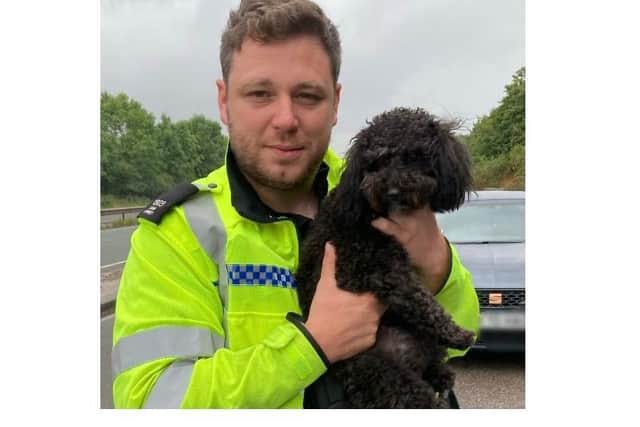 The dog with a police officer
