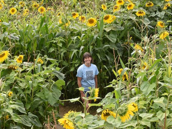 Diana Brooks at Wistow Maize has turned into a Sunflower maze.
PICTURE: ANDREW CARPENTER
