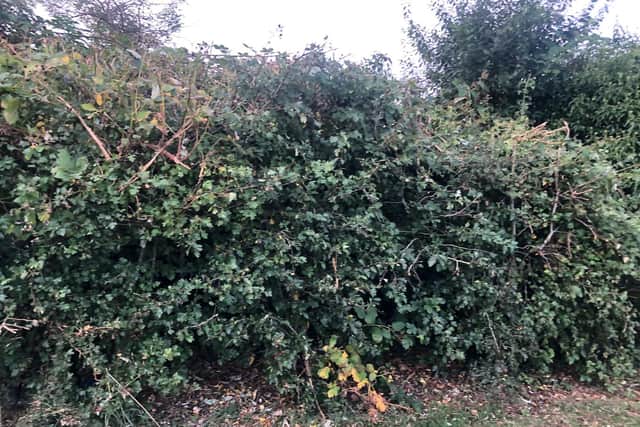 Heather Kirkup says Harborough District Council has slashed back brambles and sloes as well as trees and bushes over the last few days.