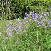 Roadside verges across Harborough are receiving a biodiversity turbocharge as they are turned into desperately-needed wildflower havens.