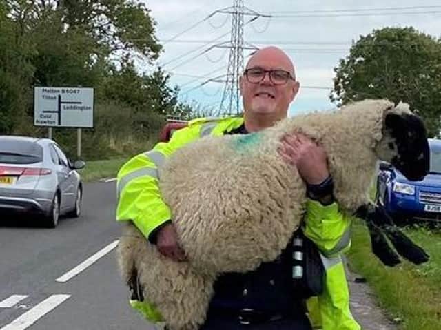 This was the moment when a police officer, with the help of passing drivers, managed to rescue a runaway sheep in the Harborough district.