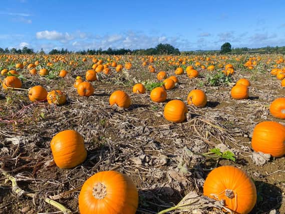 Farndon Fields farm shop has a record 40,000-plus pumpkins to plump for this autumn.