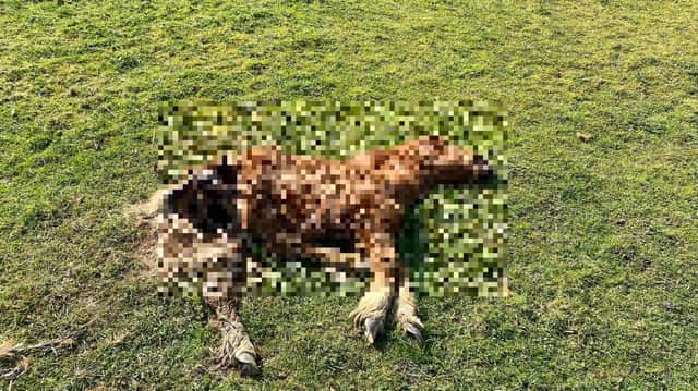 A furious dad has hit out after a dead horse was left lying just feet from his home in a village near Market Harborough for almost a month. We have pixelated the image due to the graphic nature of the photo.