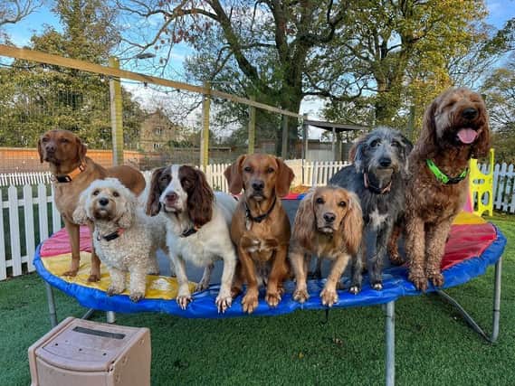 Plans are in the pipeline for a new doggy day care