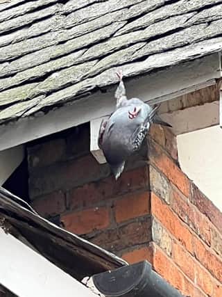 A pigeon trapped upside down was among animals rescued