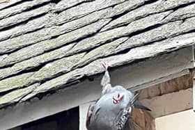 A pigeon trapped upside down was among animals rescued
