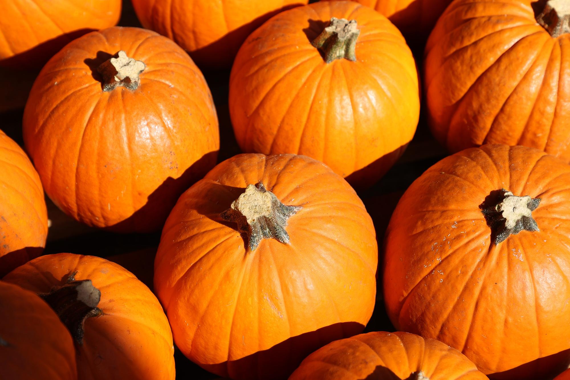 Your guide to Halloween happenings in Harborough