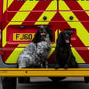 Fire Investigation Dogs Ginny and Barney. Picture: Alex Skennerton