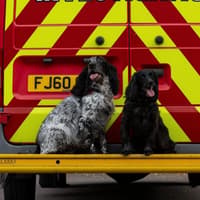 Leicestershire fire investigation dogs win special award at national ceremony
