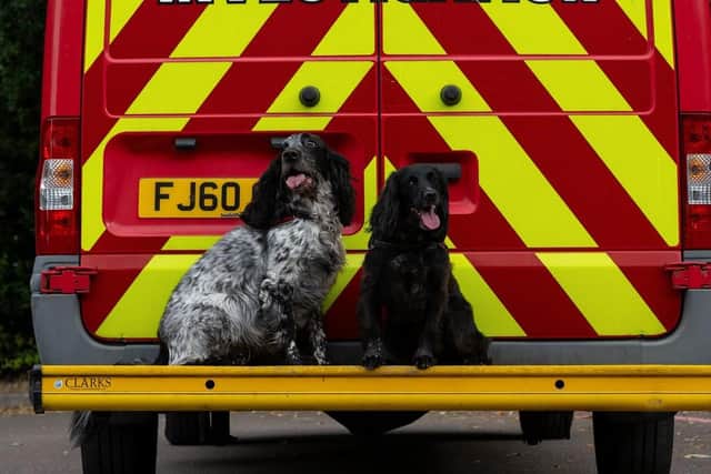Fire Investigation Dogs Ginny and Barney. Picture: Alex Skennerton