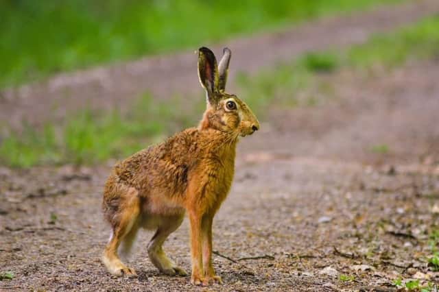 Police expect to see a rise in hare coursing.