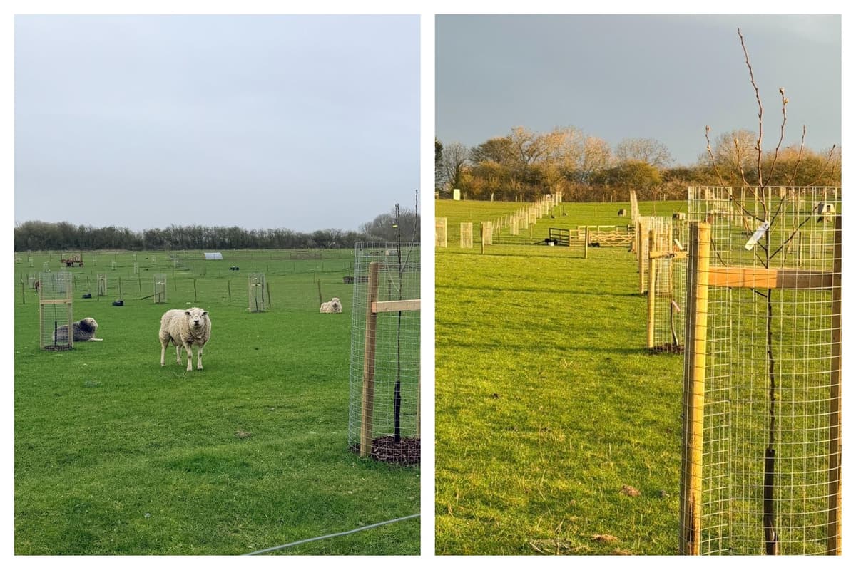 Desborough farm plants 101-tree orchard to restore lost countryside ...
