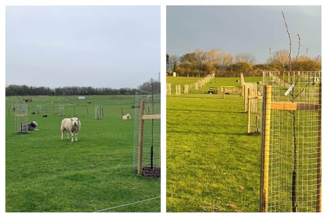West Lodge Farm has introduced 101 apple and pear trees, including 43 different varieties made up of dessert fruit, cider apples and perry pears.