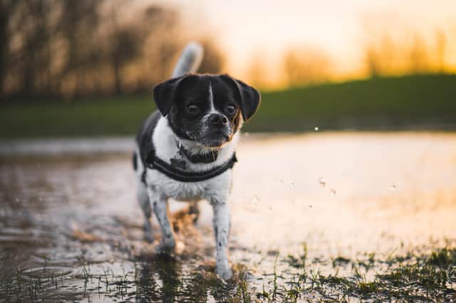Dog owners have been warned of a Leptospirosis outbreak