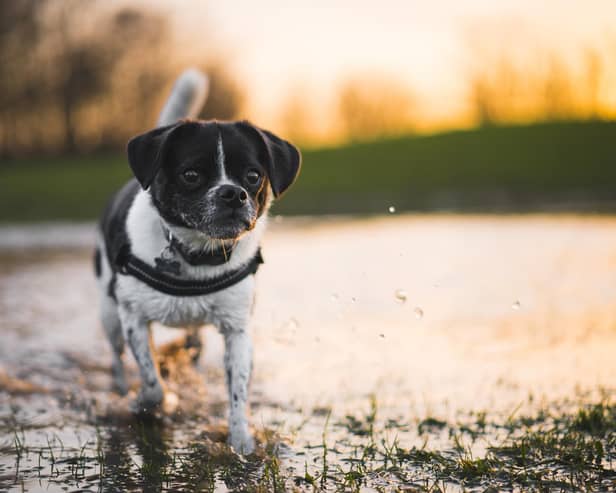 Dog owners have been warned of a Leptospirosis outbreak