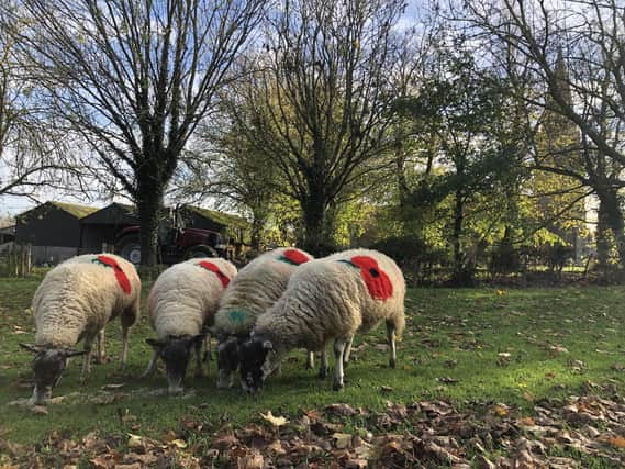 South Leicestershire farmers Fay and Abigail Johnson have painted 11 of their flock with red poppies to commemorate this year’s Remembrance Day, which has caused quite a stir with the local community.