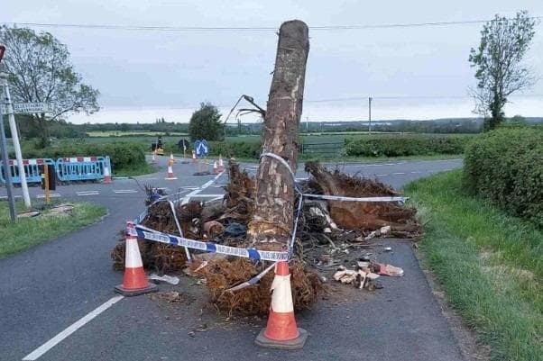 Fly-tippers dump tree in the middle of road near Lutterworth