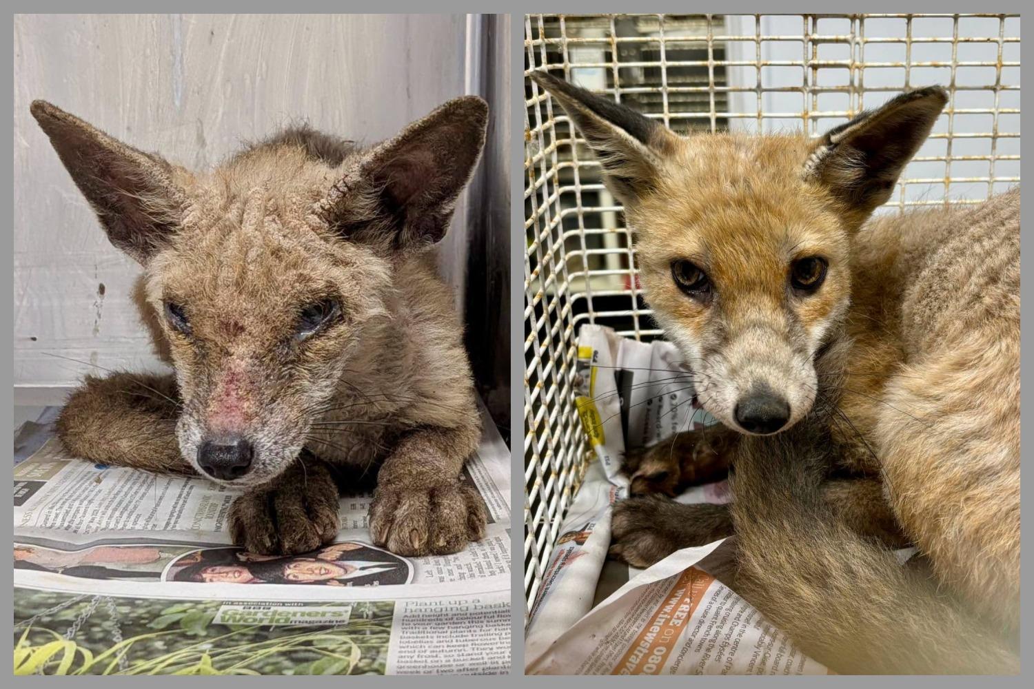 Young fox released after mange treatment in Kibworth wildlife hospital