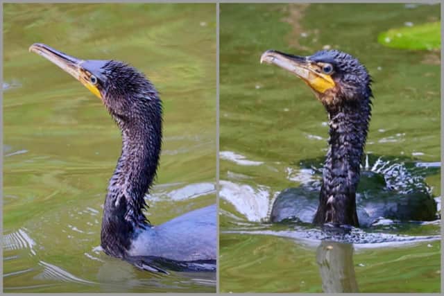 The cormorant after being released. Picture: Leicestershire Wildlife Hospital
