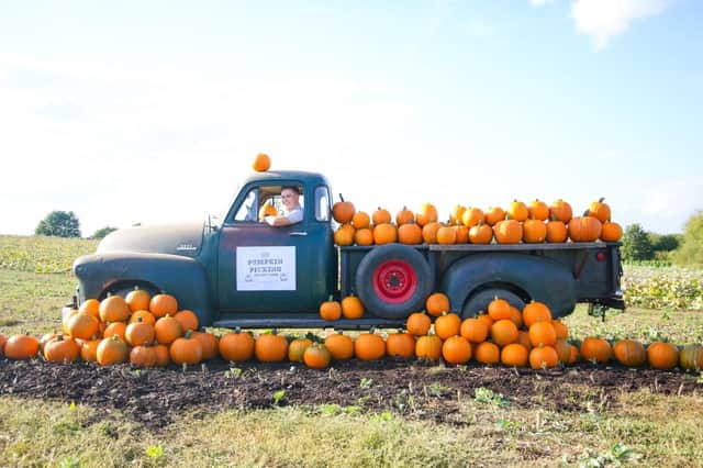 Pumpkin patches have sprung up across the district