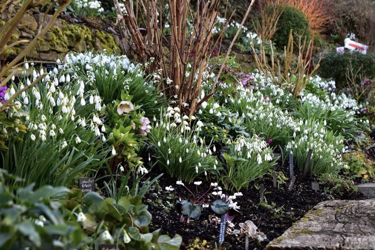 Two snowdrop gardens set to open to the public in Harborough district 