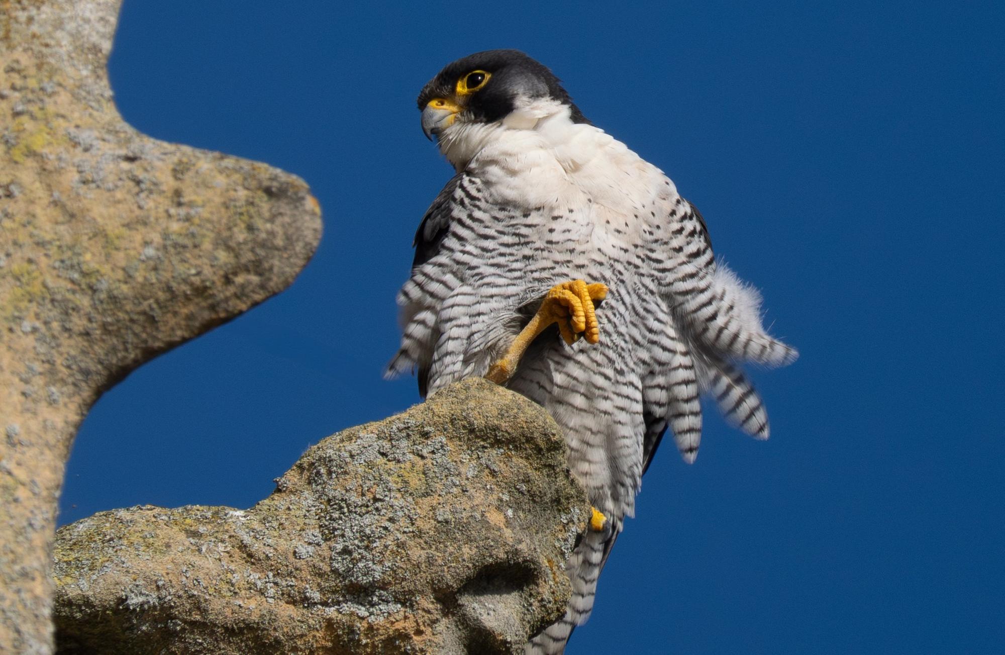 Falcon enthusiast calls on authorities to support nesting of church ...