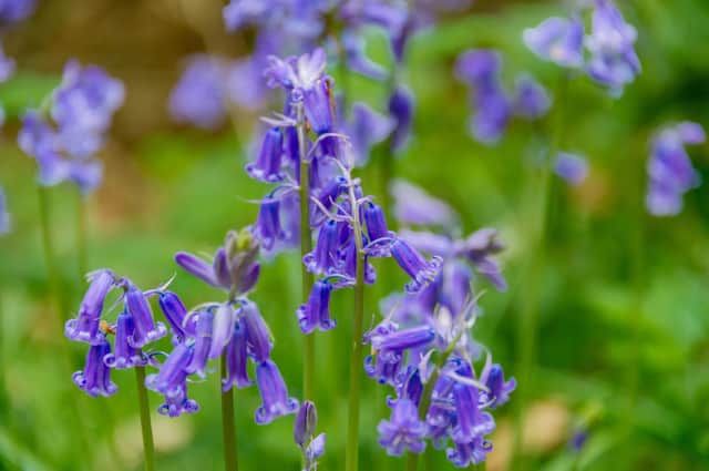 A dazzling bluebell countryside walk is to be held in a village near Market Harborough on Bank Holiday Monday on May 2.